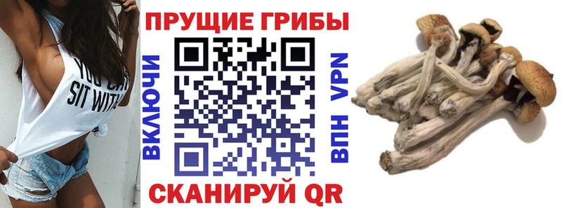 купить цена Лысково Галлюциногенные грибы GOLDEN TEACHER